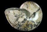 Polished Fossil Nautilus (Cymatoceras) - Madagascar #127145-1